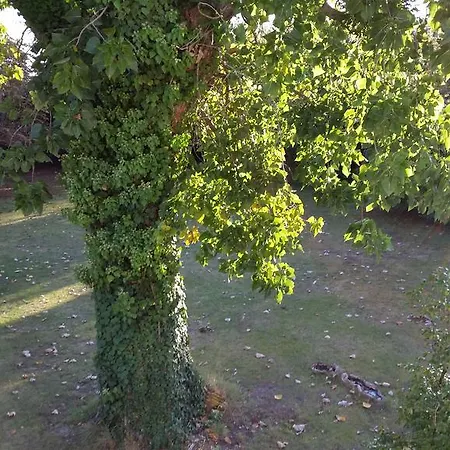 D'hotes Les Marronniers 3* בורדו